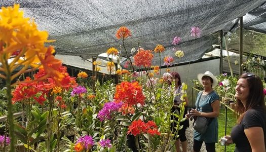 TOUR ORQUIDEAS Y FLORES MEDELLIN