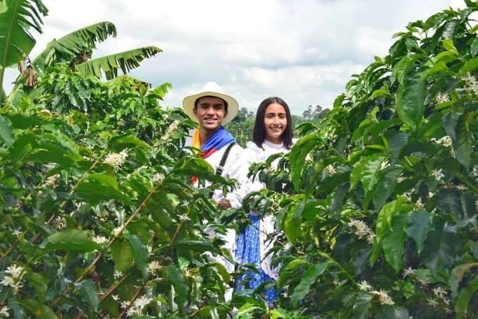 Tour del café en el Eje Cafetero: qué esperar