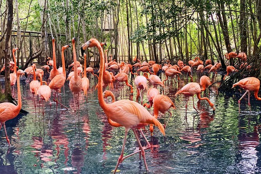 TOUR AVIARIO + PLAYA BANCA